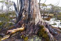 Wet gumtree, Central Plateau, Tasmanian Wilderness World Heritage Area.